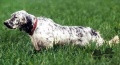 Setter Anglais FRANCINI'S GOGA Setter Anglais FRANCINI'S GOGA